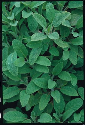 Picture of Sage